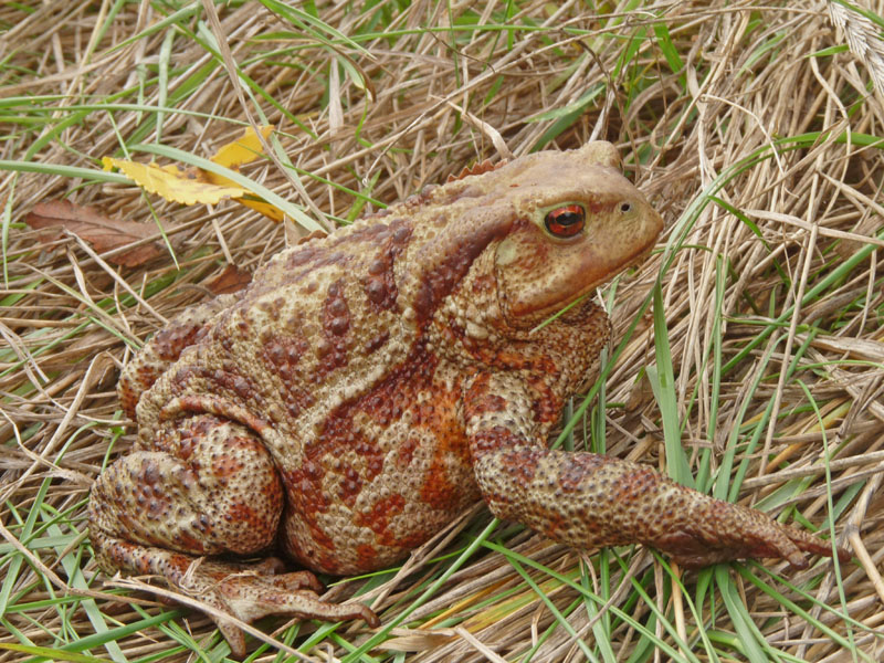 Bufo bufo spinosus